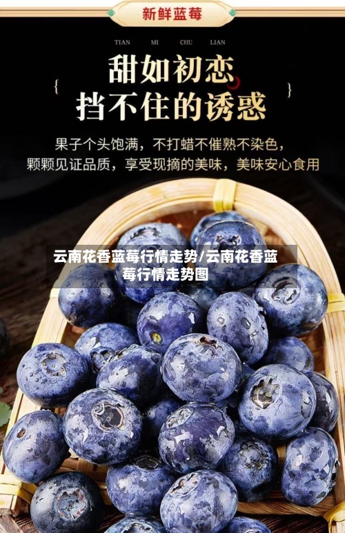 云南花香蓝莓行情走势/云南花香蓝莓行情走势图