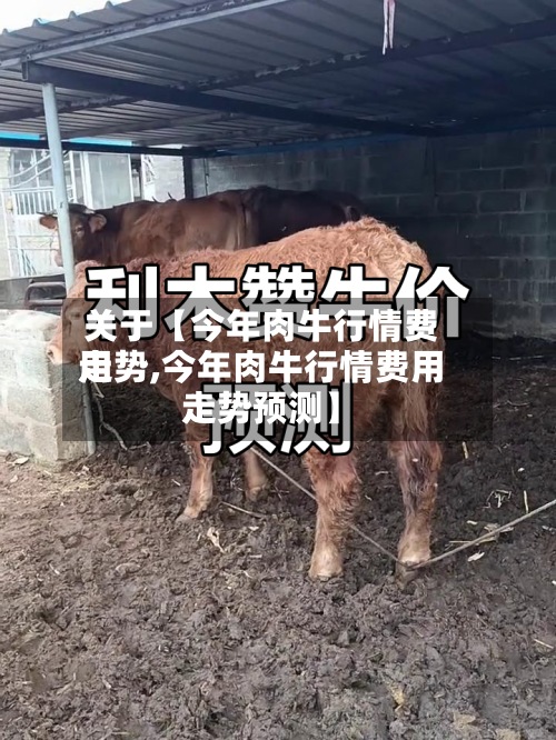 关于【今年肉牛行情费用走势,今年肉牛行情费用走势预测】