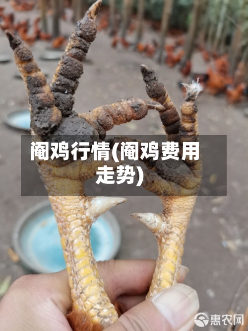 阉鸡行情(阉鸡费用走势)