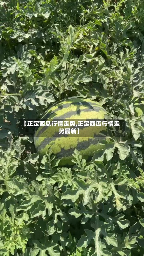 【正定西瓜行情走势,正定西瓜行情走势最新】-第3张图片