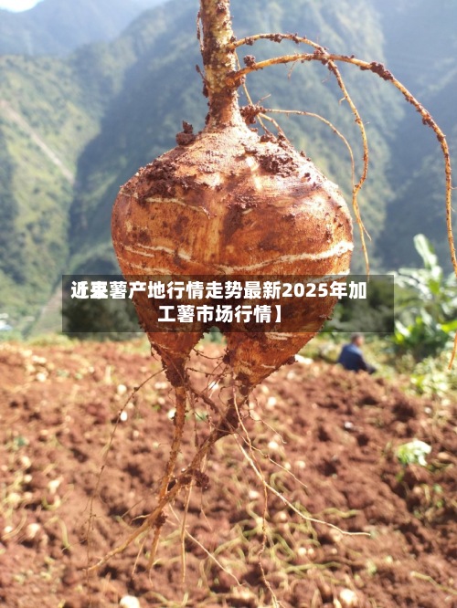 近来【豆薯产地行情走势最新2025年加工薯市场行情】-第2张图片