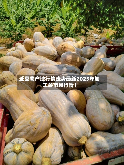 近来【豆薯产地行情走势最新2025年加工薯市场行情】-第3张图片