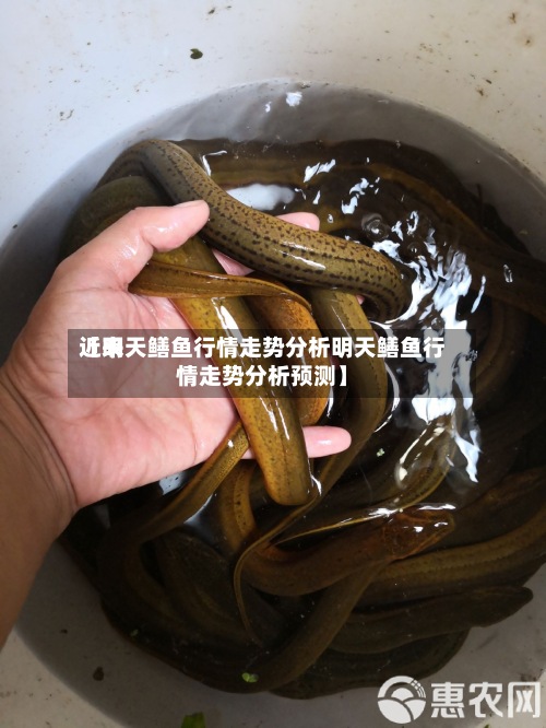 近来【明天鳝鱼行情走势分析明天鳝鱼行情走势分析预测】-第2张图片