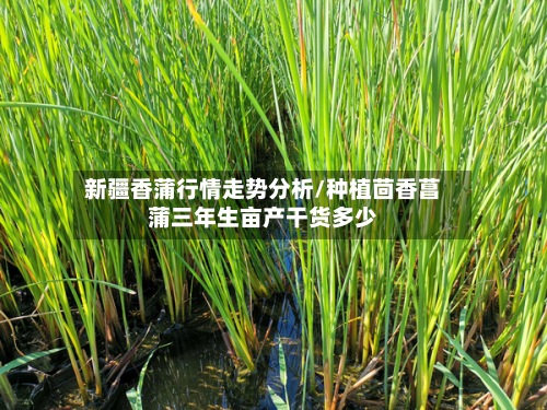 新疆香蒲行情走势分析/种植茴香菖蒲三年生亩产干货多少