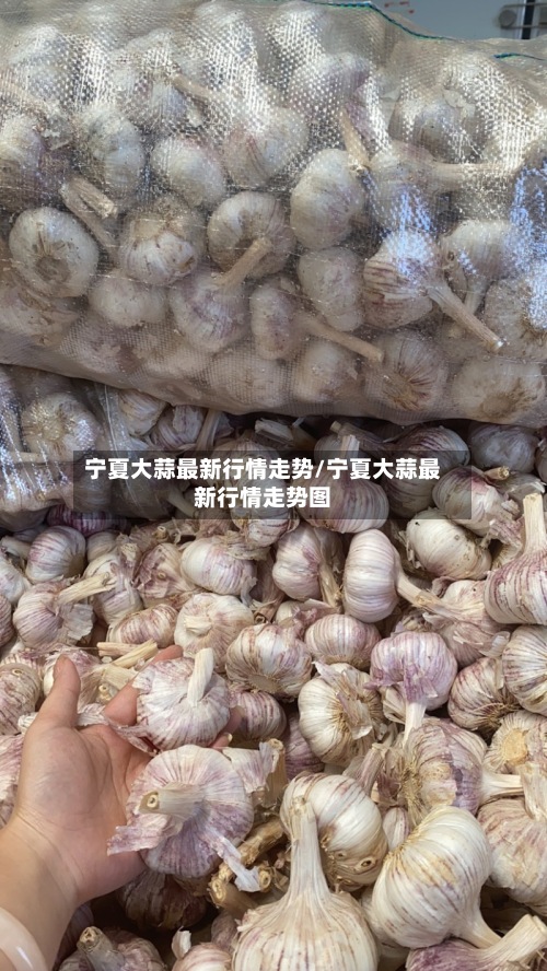 宁夏大蒜最新行情走势/宁夏大蒜最新行情走势图-第2张图片