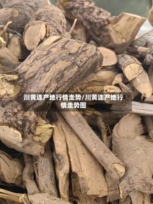 川黄连产地行情走势/川黄连产地行情走势图-第3张图片