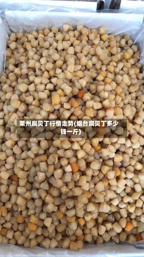 莱州扇贝丁行情走势(烟台扇贝丁多少钱一斤)