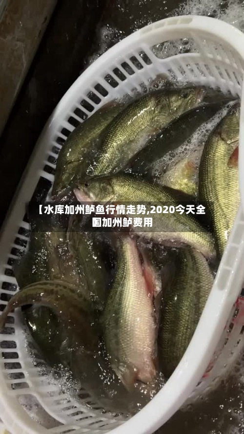 【水库加州鲈鱼行情走势,2020今天全国加州鲈费用】