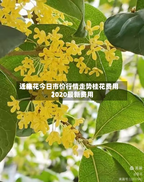 近来【桂花今日市价行情走势桂花费用2020最新费用】