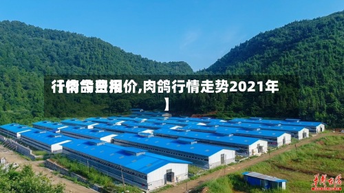【肉鸽费用行情今日报价,肉鸽行情走势2021年】-第2张图片