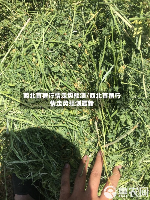 西北苜蓿行情走势预测/西北苜蓿行情走势预测最新-第3张图片