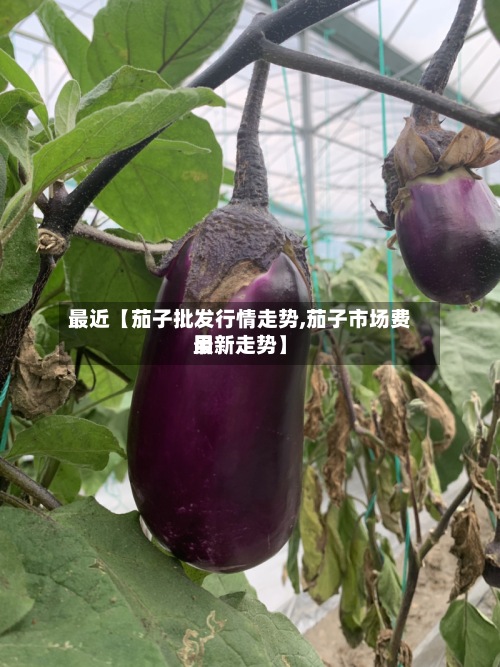 最近【茄子批发行情走势,茄子市场费用最新走势】