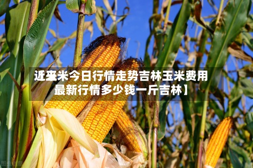 近来【玉米今日行情走势吉林玉米费用最新行情多少钱一斤吉林】