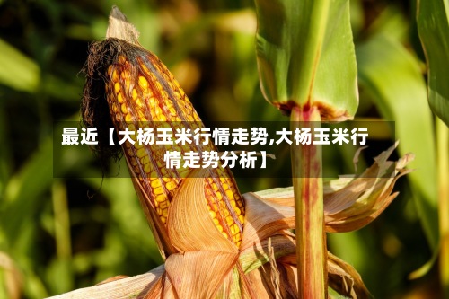 最近【大杨玉米行情走势,大杨玉米行情走势分析】-第2张图片