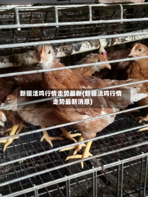 新疆活鸡行情走势最新(新疆活鸡行情走势最新消息)-第2张图片