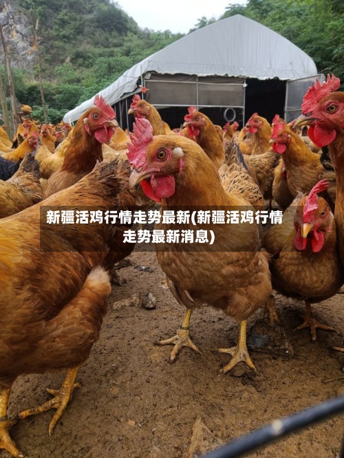 新疆活鸡行情走势最新(新疆活鸡行情走势最新消息)