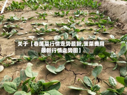 关于【春菠菜行情走势最新,菠菜费用
最新行情走势图】-第2张图片