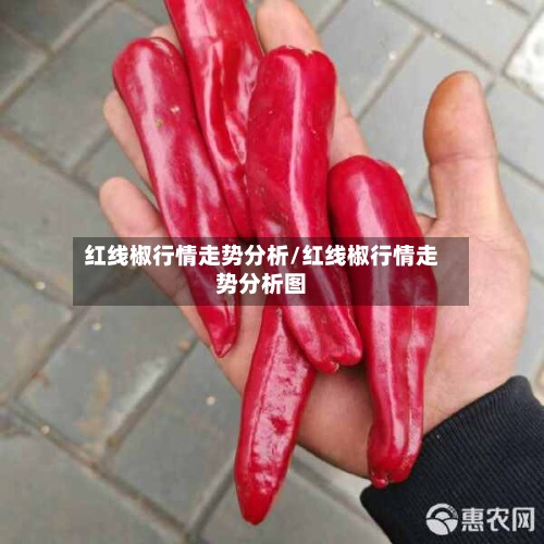 红线椒行情走势分析/红线椒行情走势分析图