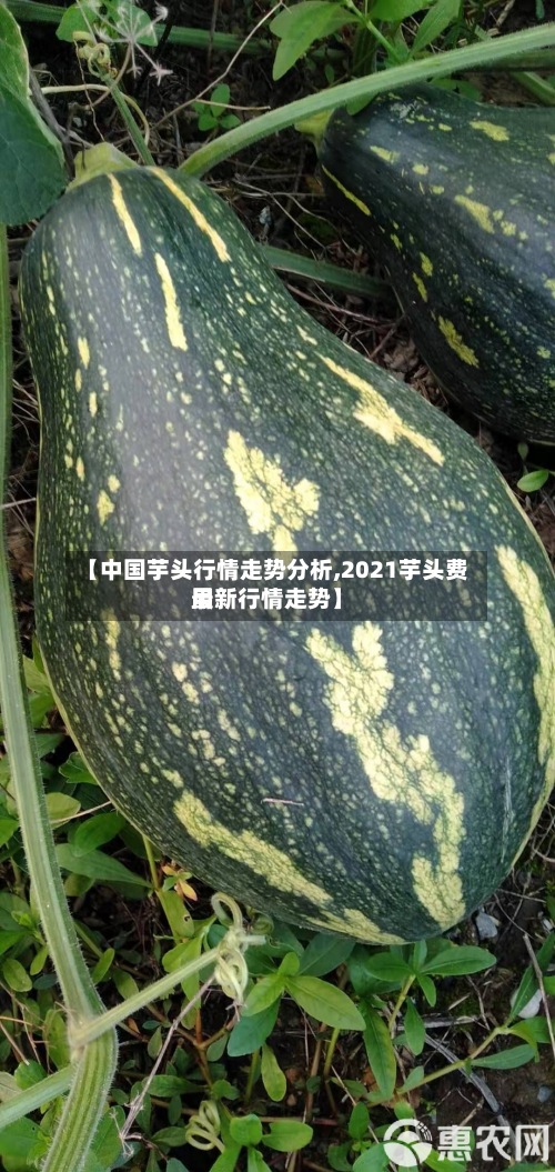【中国芋头行情走势分析,2021芋头费用
最新行情走势】