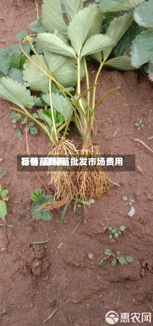 草莓苗费用
行情/草莓苗批发市场费用
-第2张图片