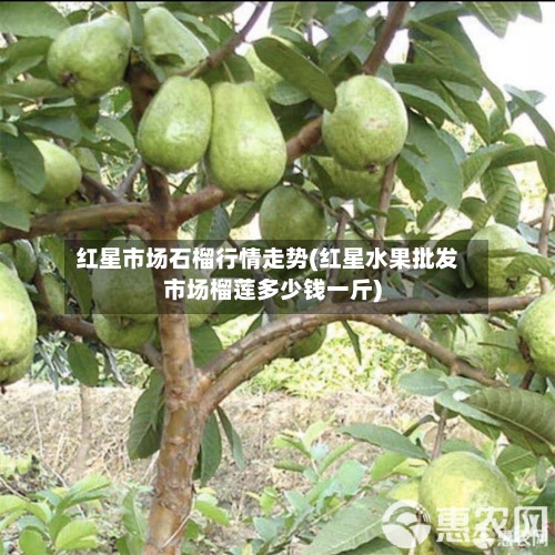 红星市场石榴行情走势(红星水果批发市场榴莲多少钱一斤)
