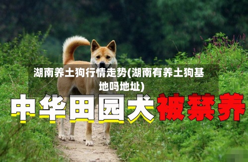 湖南养土狗行情走势(湖南有养土狗基地吗地址)-第2张图片
