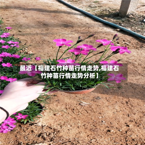 最近【福建石竹种苗行情走势,福建石竹种苗行情走势分析】-第2张图片