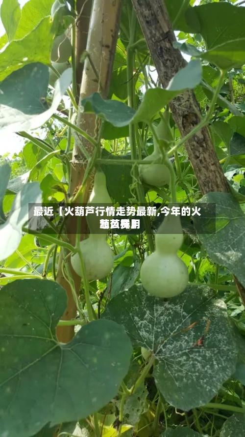最近【火葫芦行情走势最新,今年的火葫芦费用怎么样】-第2张图片