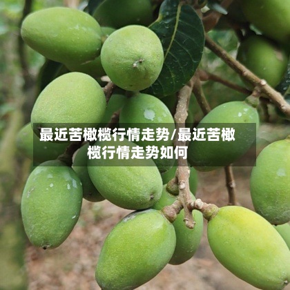 最近苦橄榄行情走势/最近苦橄榄行情走势如何-第3张图片