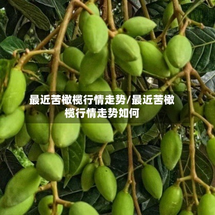 最近苦橄榄行情走势/最近苦橄榄行情走势如何-第2张图片