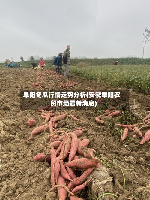 阜阳冬瓜行情走势分析(安徽阜阳农贸市场最新消息)-第3张图片