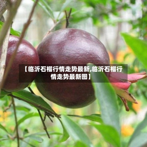 【临沂石榴行情走势最新,临沂石榴行情走势最新图】