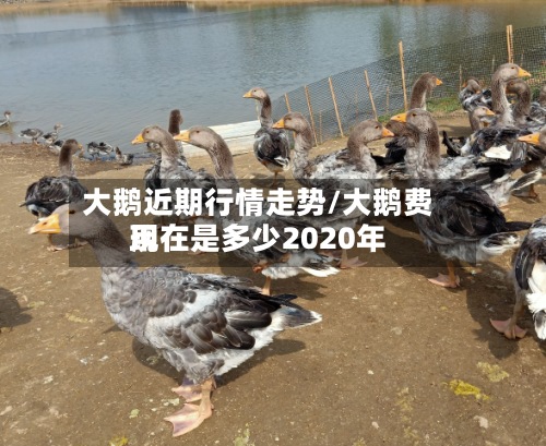 大鹅近期行情走势/大鹅费用
现在是多少2020年-第2张图片