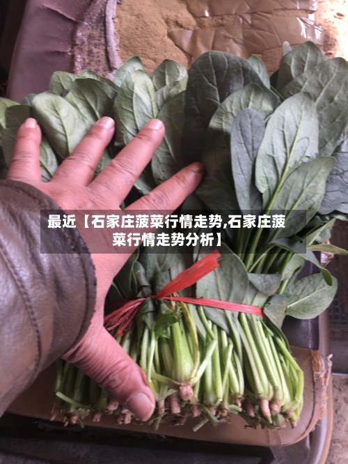 最近【石家庄菠菜行情走势,石家庄菠菜行情走势分析】