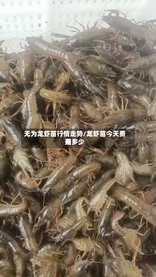 无为龙虾苗行情走势/龙虾苗今天费用是多少
