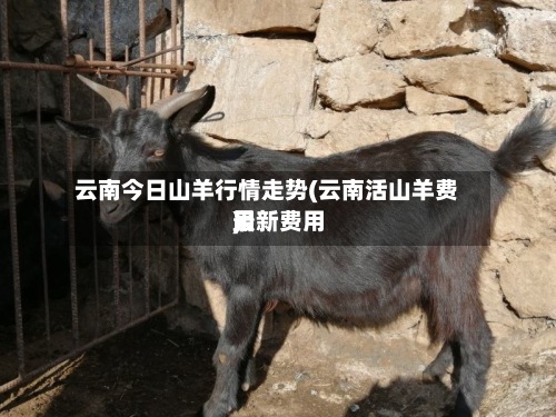 云南今日山羊行情走势(云南活山羊费用最新费用)-第3张图片