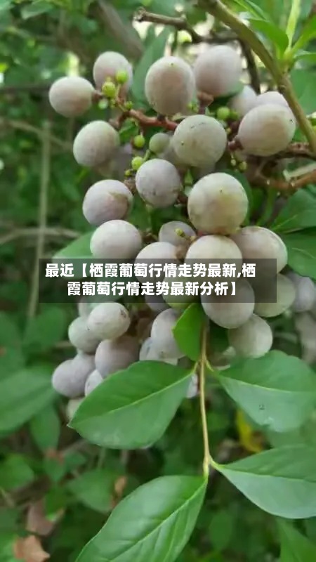最近【栖霞葡萄行情走势最新,栖霞葡萄行情走势最新分析】