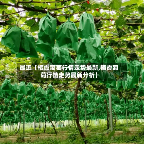 最近【栖霞葡萄行情走势最新,栖霞葡萄行情走势最新分析】-第3张图片