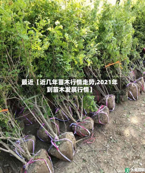 最近【近几年苗木行情走势,2021年到苗木发展行情】-第2张图片