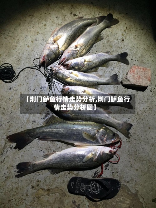 【荆门鲈鱼行情走势分析,荆门鲈鱼行情走势分析图】-第3张图片
