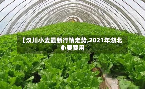 【汉川小麦最新行情走势,2021年湖北小麦费用
】