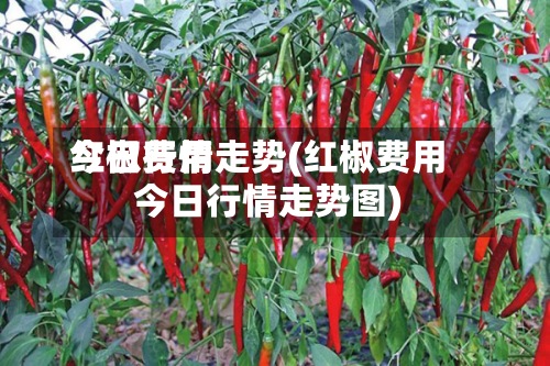 红椒费用今日行情走势(红椒费用今日行情走势图)-第3张图片