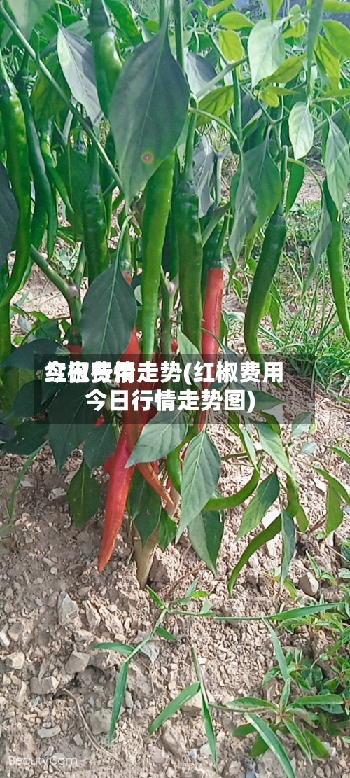 红椒费用今日行情走势(红椒费用今日行情走势图)-第2张图片