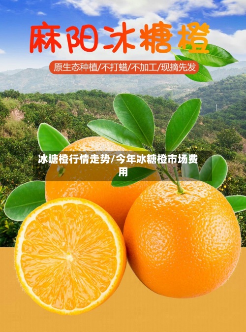 冰塘橙行情走势/今年冰糖橙市场费用