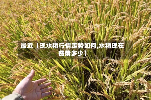 最近【现水稻行情走势如何,水稻现在费用
行情多少】-第3张图片