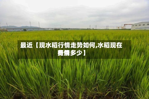 最近【现水稻行情走势如何,水稻现在费用行情多少】