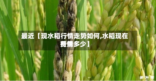 最近【现水稻行情走势如何,水稻现在费用
行情多少】-第2张图片