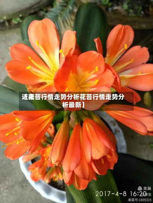 近来【花苔行情走势分析花苔行情走势分析最新】-第3张图片
