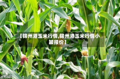 【锦州港玉米行情,锦州港玉米行情小颖报价】