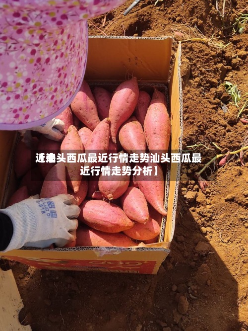 近来【汕头西瓜最近行情走势汕头西瓜最近行情走势分析】